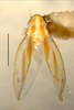 Habitus, dorsal view on Erythridula frisoni (Ross & DeLong, 1953): Habitus (holotype of E. pagodifolia Hepner, INHS collection). (Observation).