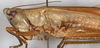 CollectionObject 1593690; 515a851e-49b4-43cd-9086-5837fe412ee0: female, lateral view (Conocephalus laticeps). (CollectionObject).
