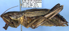 CollectionObject 1504069; 2f49bdb3-9f26-4e54-9c55-d503d517e000: male (holotype). (CollectionObject).