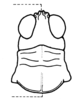 Xeracris snowi (Caudell, 1916): head and pronotum, dorsal view. (Otu).