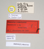 CollectionObject 1561041; NHMUK(SF IMPORT DUPLICATE) 844544, 33cfc6b9-5173-463a-8c4d-1bf9121caaa1: copyright Natural History Museum, London. female, data labels (paratype). (CollectionObject).