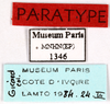 CollectionObject 1587328; MNHN(SF IMPORT DUPLICATE) MNHN-EP-EP1346, 16801939-87b1-444b-8b17-a169c21a3cf3: CC BY-NC-ND 4.0/MNHN - Depraetere Marion - 2014. Paratype, male, of lineata Grandcolas, 1994. Specimen number: MNHN-EP-EP1346. http://coldb.mnhn.fr/catalognumber/mnhn/ep/ep1346. (CollectionObject).