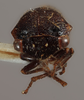 Head: !! display not done !! on Vanduzea vestita Goding, 1893: (Observation).