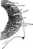 Pygofer appendages on Zyginella pulchra Löw, 1885: Pygofer, lateral view. (Observation).