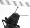 CollectionObject 1530137; aadd7f97-5494-47e3-9da8-db7978c88f49: Image Carbonell, C.S. female frons (holotype). (CollectionObject).