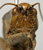 CollectionObject 1536001; 0b02ec51-0a52-4db5-a02d-31074121452f: male face (paratype). (CollectionObject).