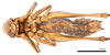 CollectionObject 1575344; 0900aada-77ce-488b-9568-2b73bbd56bd0: male, ventral view (syntype). (CollectionObject).