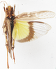 Oedaleus flavus flavus (Linnaeus, 1758): as O. flavus. dorsal view. (Otu).