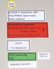 CollectionObject 1562972; 1352e632-389c-4b3a-881f-3ea91749d186: copyright Natural History Museum, London. female, data labels (paratype). (CollectionObject).;CollectionObject 1562973; f491bf24-c43d-4575-8225-d562efcae64a: copyright Natural History Museum, London. female, data labels (paratype). (CollectionObject).