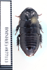 CollectionObject 1573498; 114f512c-dee7-4044-b809-e51dd76ce1a5: Copyright NHM, London. dorsal view, non-type. (CollectionObject).