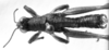 CollectionObject 1566510; a37cc540-63ea-4f7f-963f-e6178b92baca: Image Carbonell, C.S. male, dorsal view (syntype). (CollectionObject).