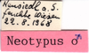 CollectionObject 1543106; 6631dfe7-6fb0-4172-88f2-be2668501a21: labels (neosyntype of Mecostethus alliaceus). (CollectionObject).