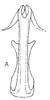 Aedeagus, ventral view on Atanus albidus (DeLong & Hershberger, 1947): Aedeagus, ventral view. (Observation).