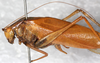 CollectionObject 1532155; NMW 7157, aeb7b1f3-e969-4555-8e71-6792f34baa5e: male, lateral iew (syntype). (CollectionObject).