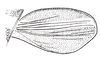 Digamacris amoena (Stål, 1878): Fig. 10. tegmen. (Otu).
