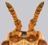 CollectionObject 1591393; e8061657-c81a-457e-94d9-a3708834eef6: copyright IMQC Montreal. female antennae, dorsal view (holotype). (CollectionObject).