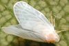 Live specimen on Dichotropis peregrina Zelazny, 2011: (Observation).