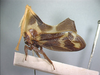 Hypsaucheniini Distant, 1908: _Gigantorhabdus enderleini_. (Otu).