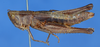 CollectionObject 1535024; d8d3c97f-271e-4124-87f1-3ecb9cc0e682: female, lateral view. (CollectionObject).