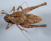 CollectionObject 2603978; CAS Entomology type 20379, 0bd11015-72b2-4d68-b648-32e1bbfbb060: male, dorsal view (holotype). (CollectionObject).