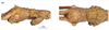 CollectionObject 1597518; QIMR T250918, b9f4e360-c55d-4e8d-a145-d1c3c428db39: copyright QM. male: head, lateral & dorsal views (paratype). (CollectionObject).
