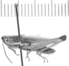 CollectionObject 1524486; 1d7a05af-568c-4db5-85ec-10a06fe04c7a: male, lateral view (holotype). (CollectionObject).
