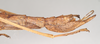 CollectionObject 1563693; NHMUK(SF IMPORT DUPLICATE) BMNH(E) #845046, 0aadf9f9-6a65-4285-8648-134f3f43faa8: copyright Natural History Museum, London. female: end of abdomen, lateral view (holotype). (CollectionObject).