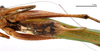 CollectionObject 1538157; 974d3327-bc1a-4e86-8c7f-fccf643c78aa: female, ventral view (holotype). (CollectionObject).