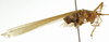 CollectionObject 1529799; 0bc3f158-e79d-4a64-bfc5-710c998a0f19: male, lateral view (lectotype). (CollectionObject).
