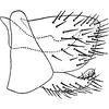 Subgenital plate: !! display not done !! on Graphocraerus ventralis (Fallén, 1806): Subgenital plate. (Observation).