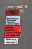 Other on Anormenis obtusa (Melichar, 1902) now Anormenis media (Melichar, 1902): (Observation).