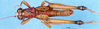 CollectionObject 1505072; e151eb67-e24b-48ec-9f84-75cfbb10ccfc, DORSA D007AM01: male, dorsal view (syntype). (CollectionObject).