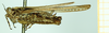 CollectionObject 1585790; b36c27ba-bbd0-4005-946a-d5a4a6c2b452: female, lateral view. (CollectionObject).