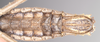 CollectionObject 1561546; NHMUK(SF IMPORT DUPLICATE) 845190, 9a44f9b5-bc60-4c86-8260-ef9e453133ea: copyright Natural History Museum, London. female: end of abdomen, ventral view (holotype). (CollectionObject).