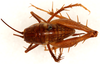 CollectionObject 1499227; 1951149e-50b3-4fe1-b3e7-517f89755f38: male, dorsal view (holotype). (CollectionObject).