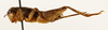 CollectionObject 1588021; 37850eac-dabc-4019-9c7e-2fd07cdf34f8, MNHN-EO-ENSIF6910: female, lateral view (allotype). (CollectionObject).