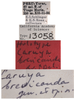 Other on Caruya brevicauda Linnavuori & DeLong, 1978: (Observation).