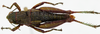 CollectionObject 1514651; 622a1555-3ced-4f93-b0de-0eded33cd7ed: female, dorsal view (paratype). (CollectionObject).