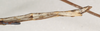 CollectionObject 1558080; 972c2d86-9f57-420a-88a5-c3a77a1943db: St. Petersburg. female, end of abdomen, lateral view (holotype). (CollectionObject).