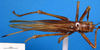 CollectionObject 1502350; 95bcdc54-93db-4b4c-9331-55a906e3c096: female, dorsal view. (CollectionObject).