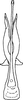 Aedeagus, ventral view: Aedeagus (T. oryzivora Ghauri), ventral view. (Observation).