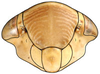 Head: Athysanus argentarius, face (INHS). (Observation).