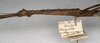 CollectionObject 1557387; 09d99d78-697b-43ba-95d4-10fbc3d9811f: copyright NMW, Vienna. female: head and thorax, lateral view (syntype). (CollectionObject).