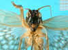 CollectionObject 1474991; ec7be979-a81d-4ed0-9063-db52ddf79877, MfN 3450: female, frontal view (holotype). (CollectionObject).
