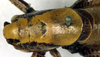 CollectionObject 1502390; 01dc25de-2635-4b3f-a1b9-7117fa125e04: male pronotum, dorsal view. (CollectionObject).
