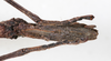 CollectionObject 1557375; 98316f9e-17c7-4057-927c-079d838bda87, NMW 667: copyright NMW, Vienna. female: end of abdomen, ventral view of synonym Dyme ornata (holotype). (CollectionObject).