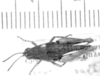 CollectionObject 1524780; 8210e25d-d15a-4f39-acd0-5aea83b45d3c: female, dorsal view (holotype). (CollectionObject).