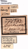 CollectionObject 1580242; de55c054-7166-4e4f-b2e0-4462fcd87d16: labels (paralectotype). (CollectionObject).