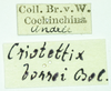 CollectionObject 1531571; bae82231-3982-4bb7-939a-d9e70efe4ccb: labels (syntype). (CollectionObject).