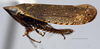Habitus, lateral view: (Observation).